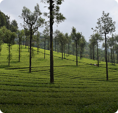 Valparai